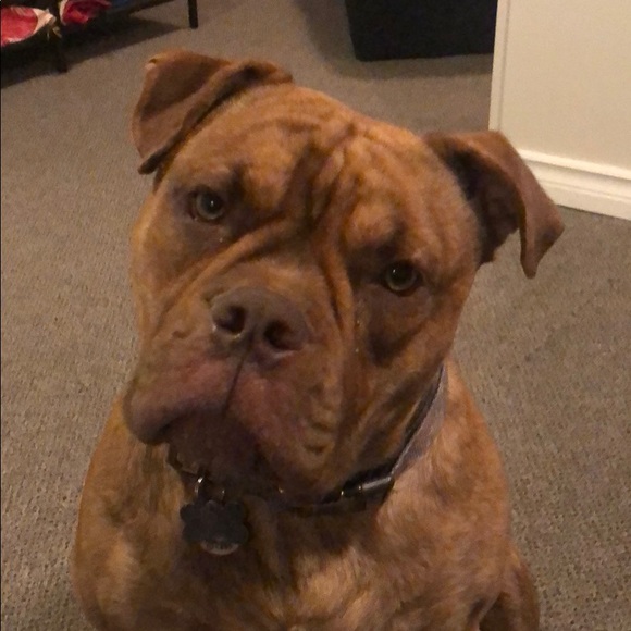 Meet your Posher, Nicole - Picture 1 of 1